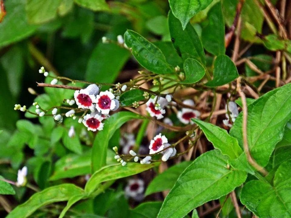 这4种野菜都很臭，但个个价值很高，最后一种还是高钙菜，你吃过吗？
