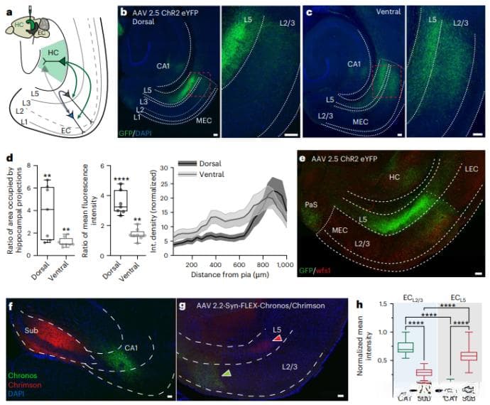 Nat Neurosci丨迷路还是记不住？纽约大学团队发现海马的“隐秘对话”