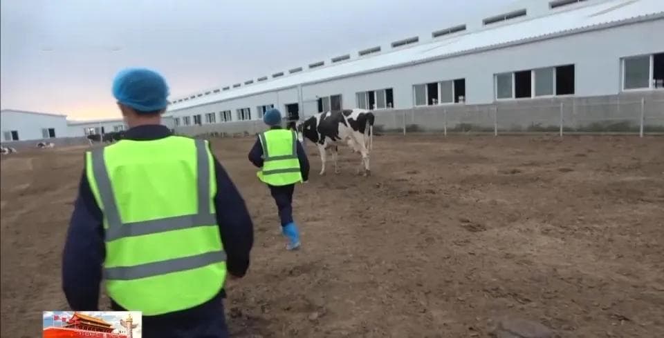 “好奶牛”如何产出好牛奶？一起探秘兵团牧场