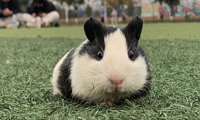 荷兰猪养殖须知：15个关键要点及注意事项