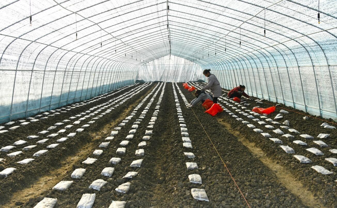 白马湖农场：换新棚 扩规模 加轮作 羊肚菌种植开启新模式