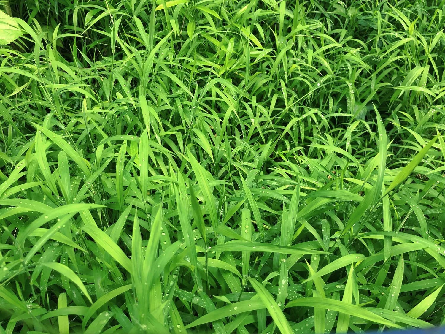 面条菜种植技巧大揭秘，新手也能种出丰收