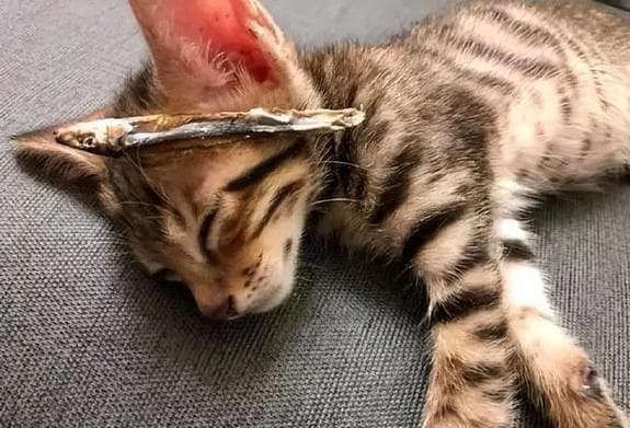 猫咪临终前的预兆与护理指南