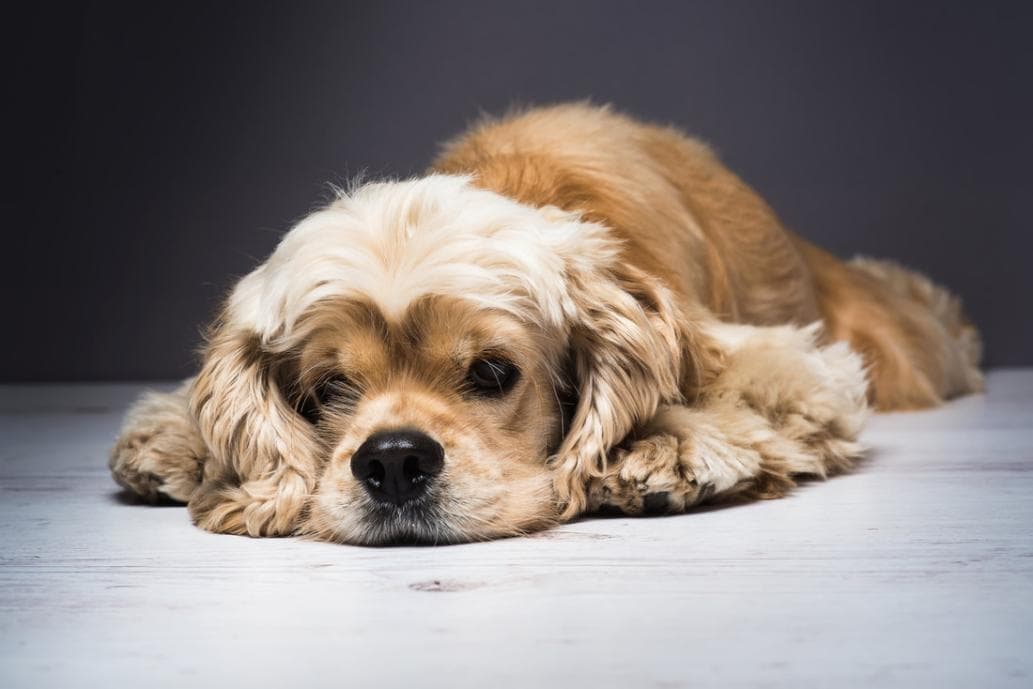 免疫介导性溶血性贫血(IMHA)：犬猫常见血液疾病详解