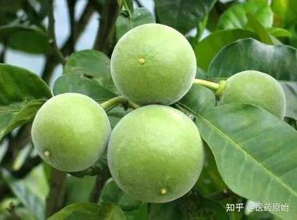 化橘红——高清鉴定图（解读真伪优劣）