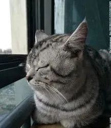 猫咪的11种示爱方式：从露肚皮到同眠共枕