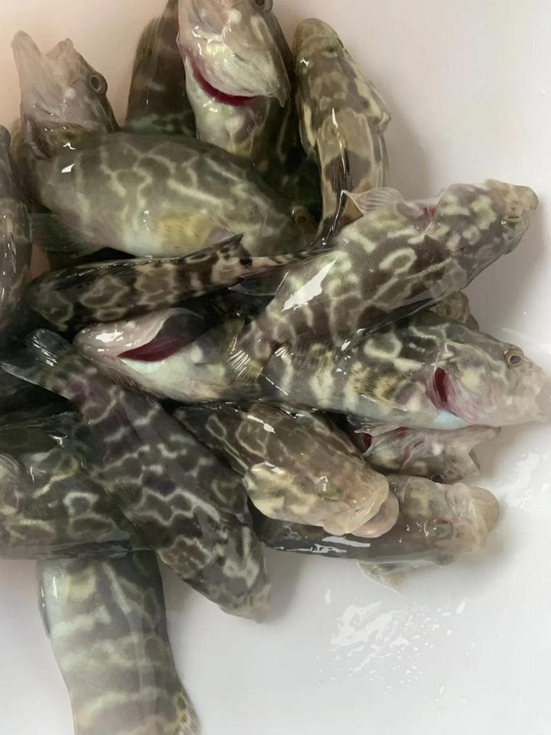 石斑鱼养殖技术：从温度到饲料的全方位指南