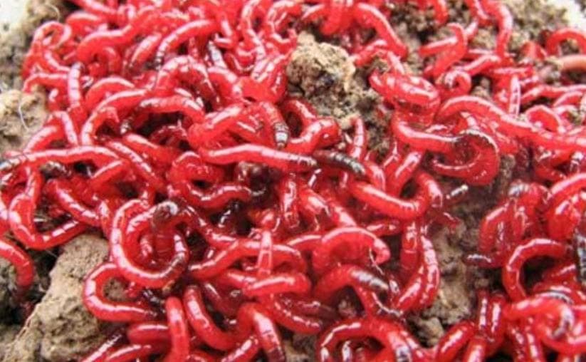 多地出现捞虫族，一天能抓“红虫”100多斤！暴利后藏着巨大风险