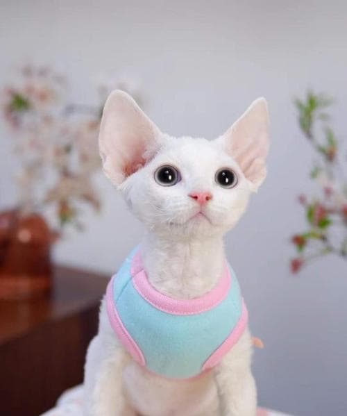 如何正确饲养德文卷毛猫（养猫人必看，详解德文卷毛猫的养育方法）