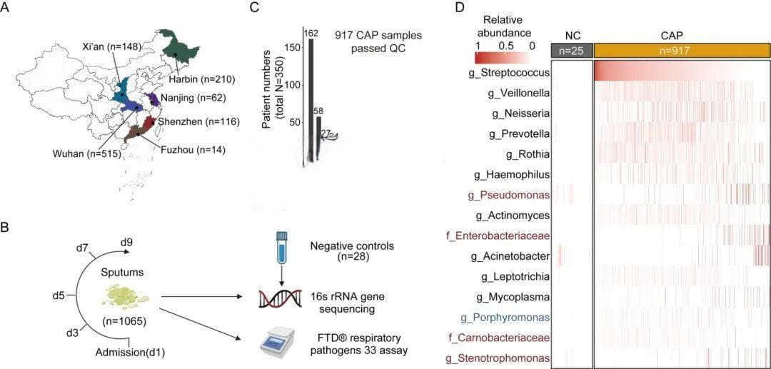 社区获得性肺炎患者痰液微生物组特征及其与疾病严重程度关联
