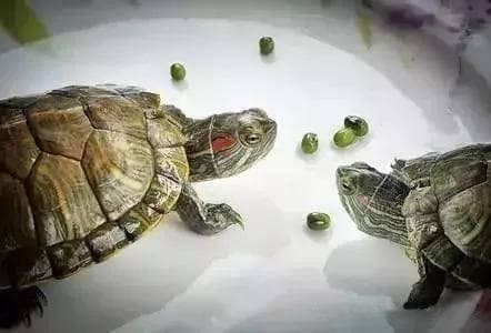 为什么红豆配相思，绿豆就得配王八？