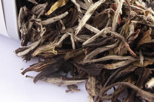 政和白茶和福鼎白茶区别