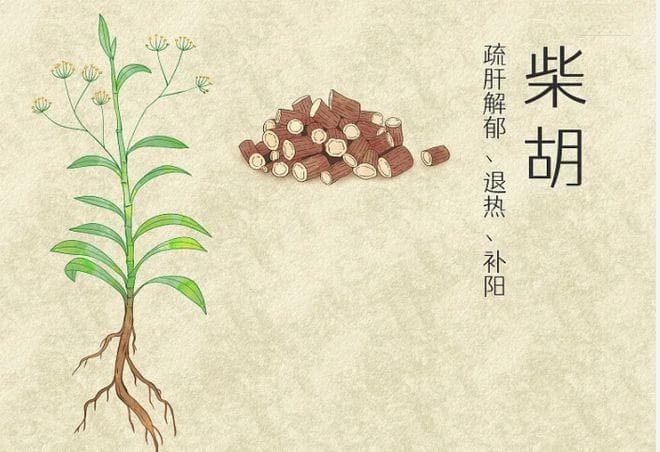 每日一味中草药：柴胡—“疏肝解郁”小能手