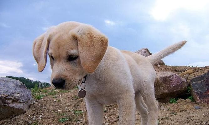 猎犬训练大全：打造忠诚好伴侣