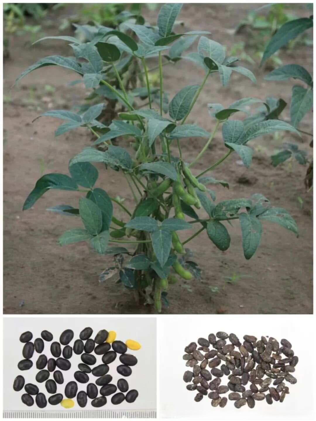 【厨房里的中药材】淡豆豉