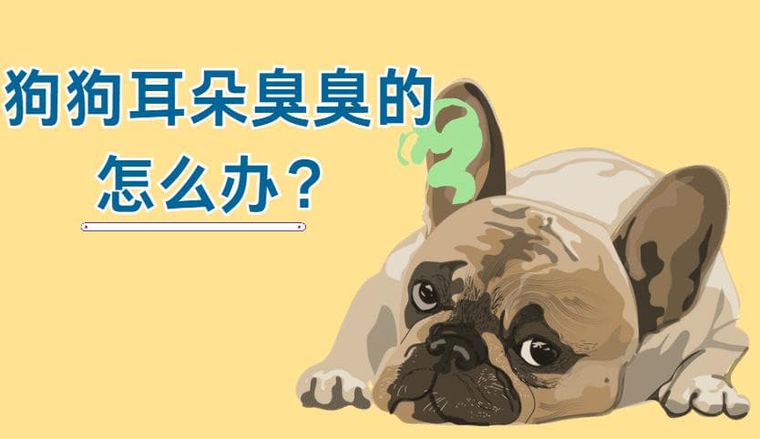 狗狗耳朵异味怎么办？2种情况科学应对！