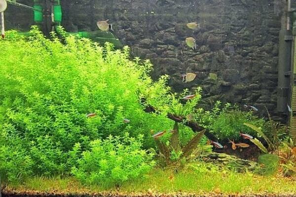 草缸鱼粪便怎么清理：软管吸出粪便(安装过滤器进行清理)
