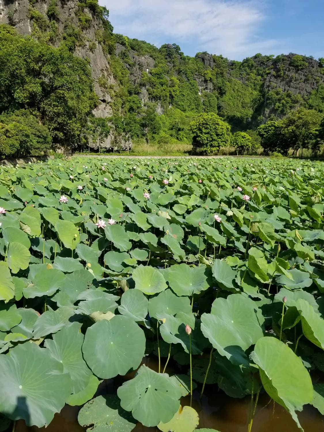 中国南方的神秘植物：山荷叶保护现状揭秘