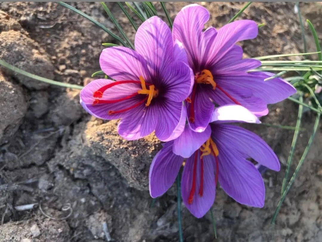番红花和红花！