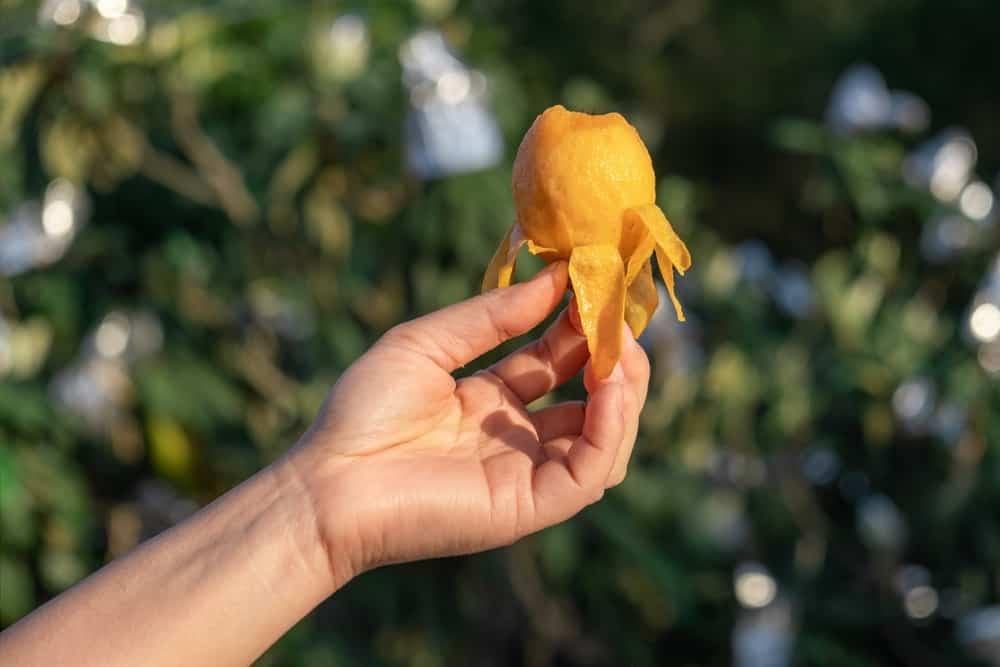 春天吃枇杷提升抵抗力、降血压，枇杷膏感冒这样吃才有用