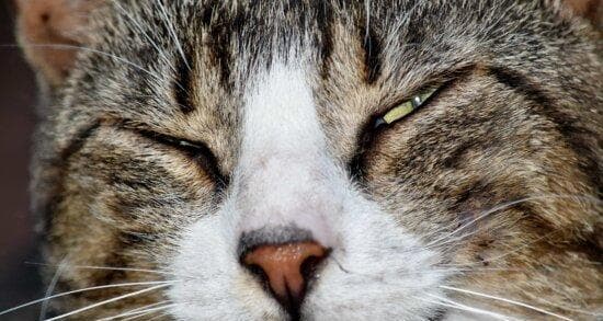 猫咪互相蹭鼻子是什么意思？这种行为背后隐藏着什么信息？
