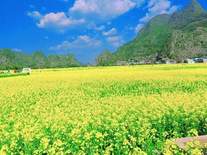 万峰林油菜花开，贵州春日赏花胜地攻略