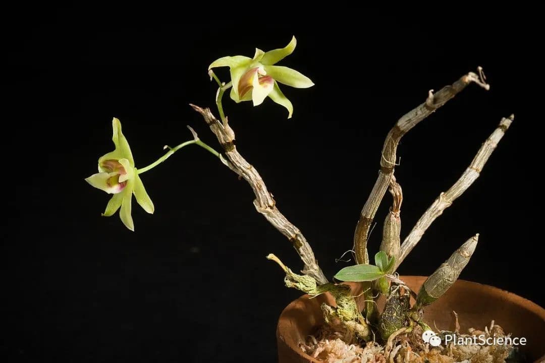 霍山石斛：国家一级保护植物的药用价值与资源保护