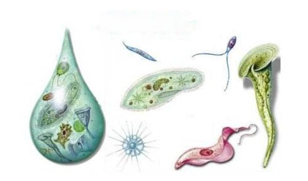 原生生物和原核生物 简单区分解答两种生物的区别