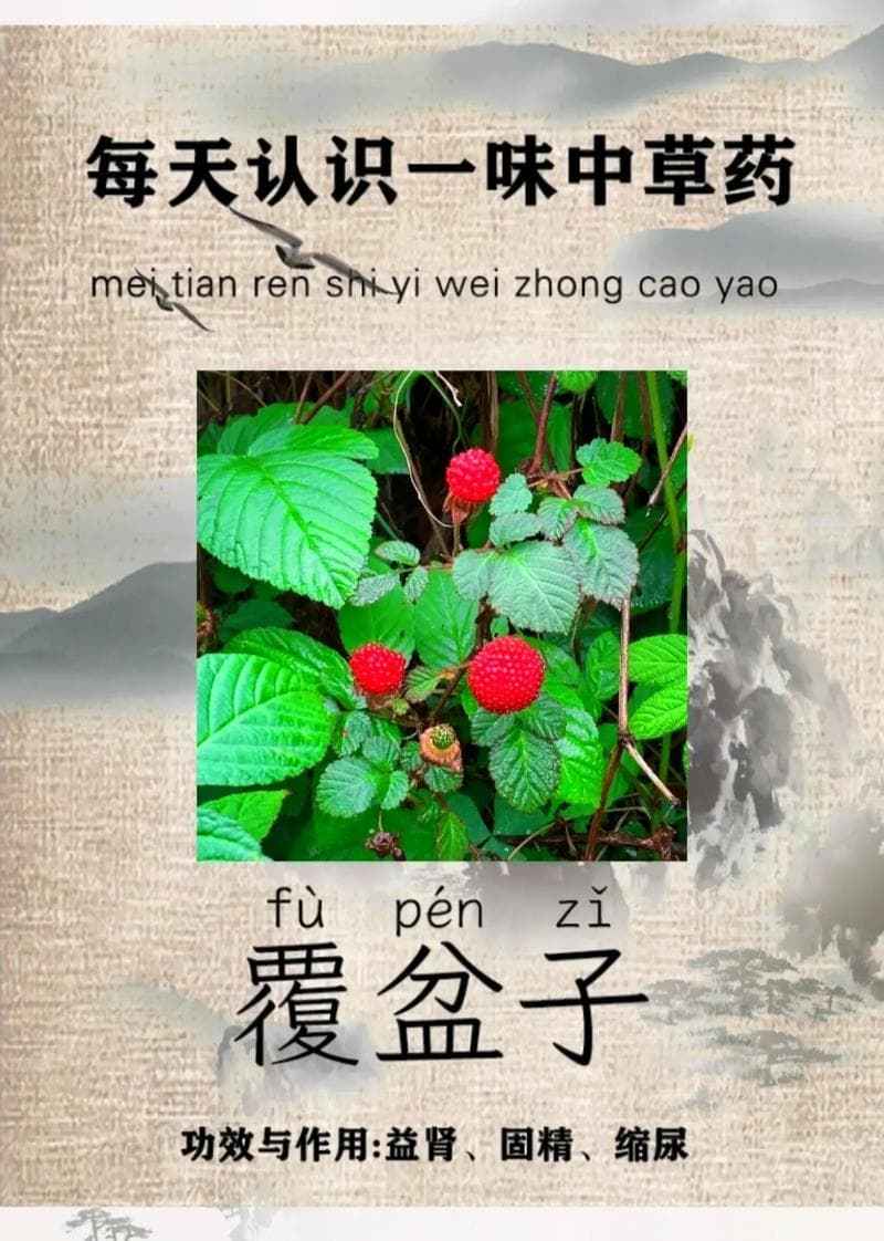 覆盆子的功效与作用：天然保健品中的瑰宝