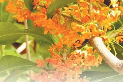 桂花有多少品种？（把自然讲给你听）