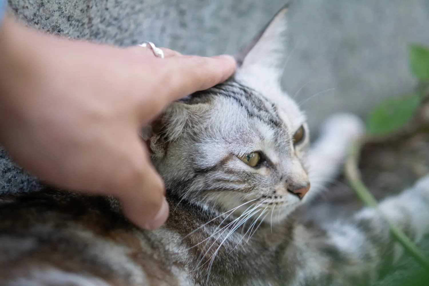 猫抓伤后用碱性肥皂清洗最有效！