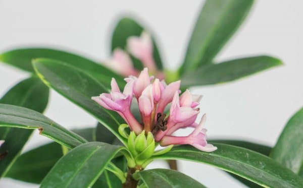 瑞香花怎么养殖及注意事项