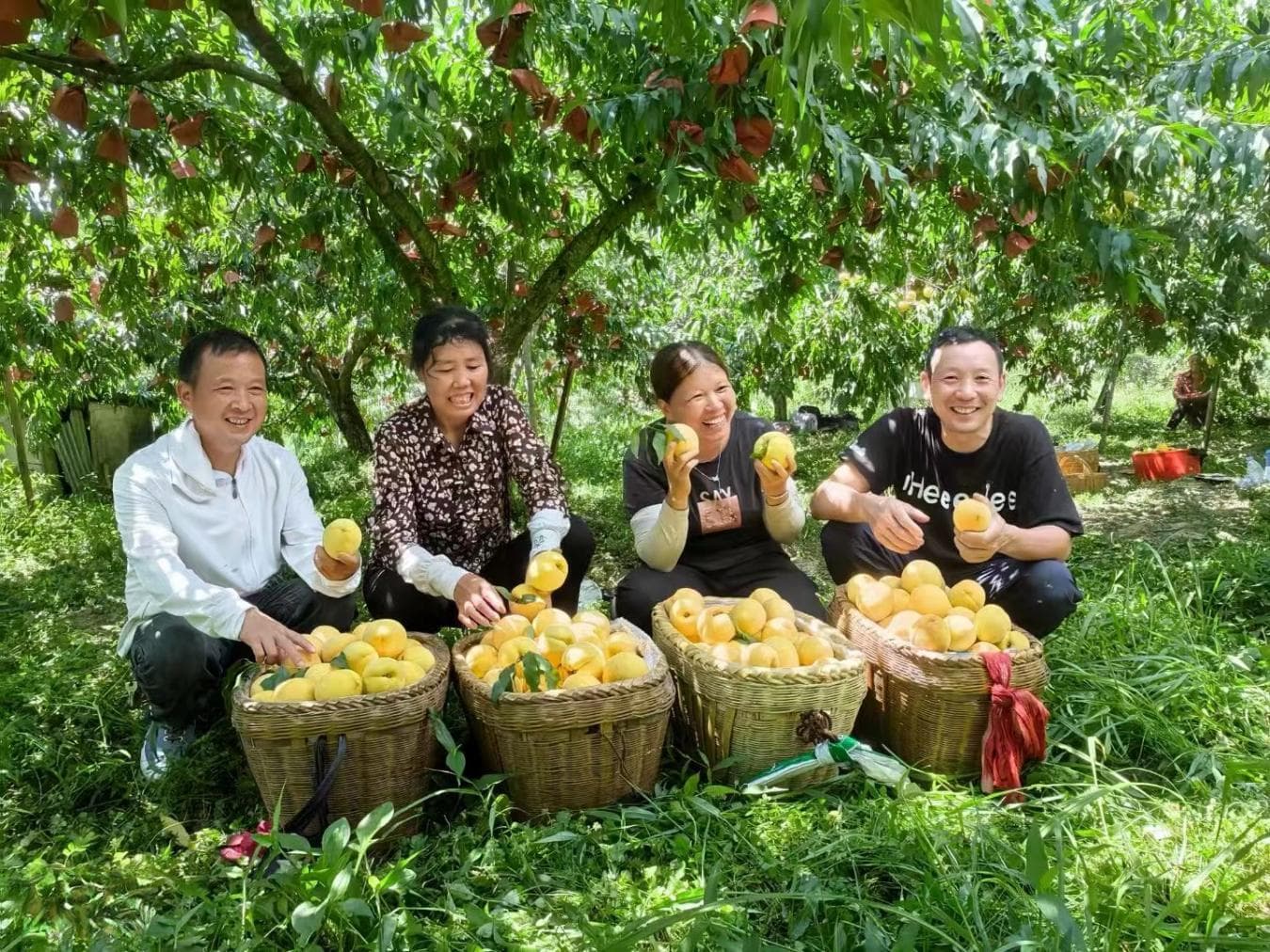 小黄桃撬动“乡村振兴”大产业 炎陵黄桃今年预计产量8.6万吨