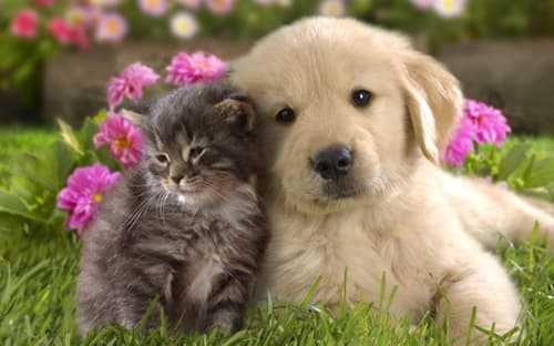 养猫养狗的人性格大不同