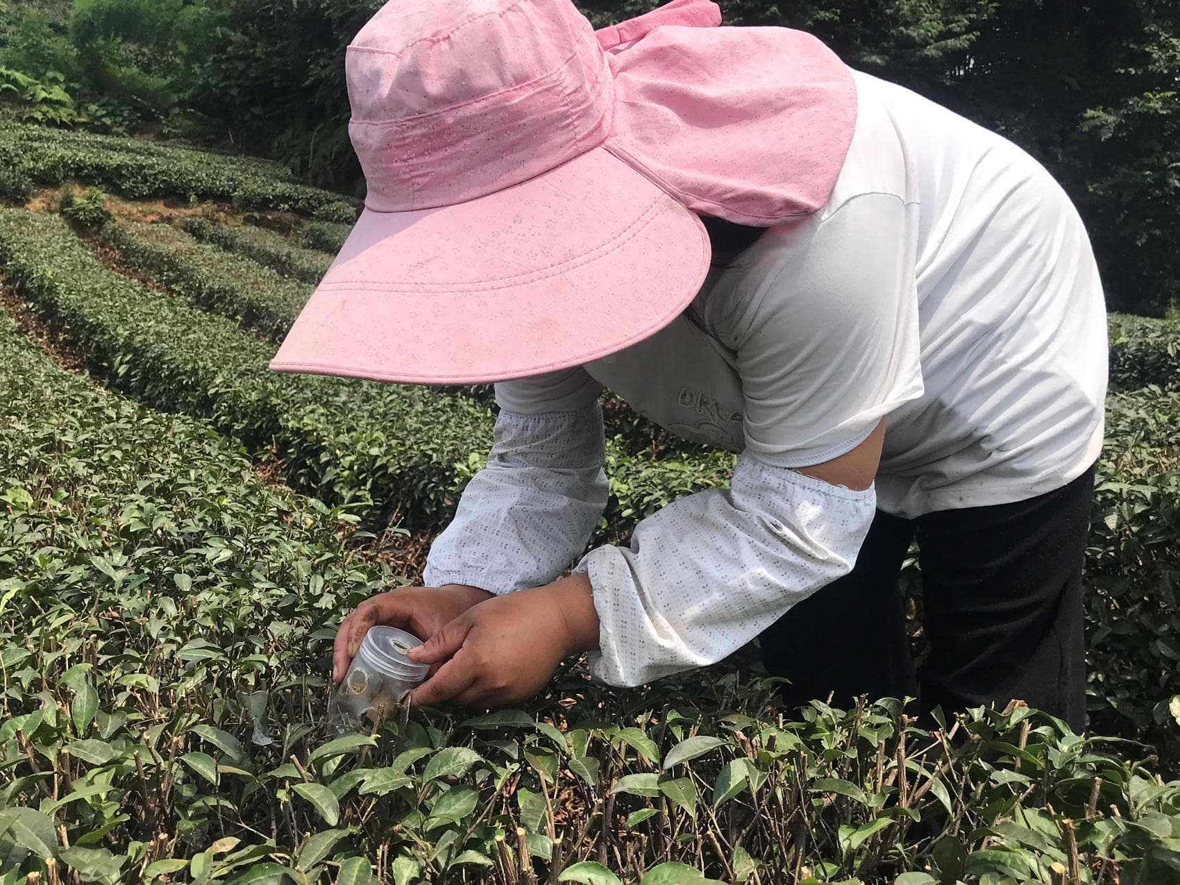 防治茶园害虫，四川洪雅示范人工养殖螳螂“以虫治虫”