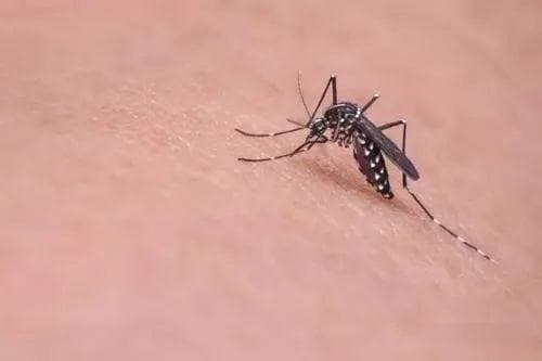 古人驱蚊智慧：从烟熏到香囊，这些妙招沿用至今