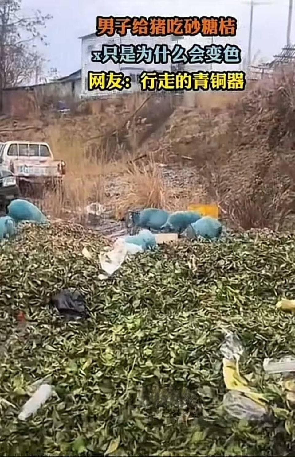 专家辟谣：猪吃砂糖橘变蓝？皮肤染色可能性更大