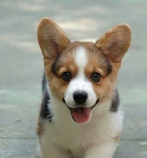 训练柯基犬，变身听话天使