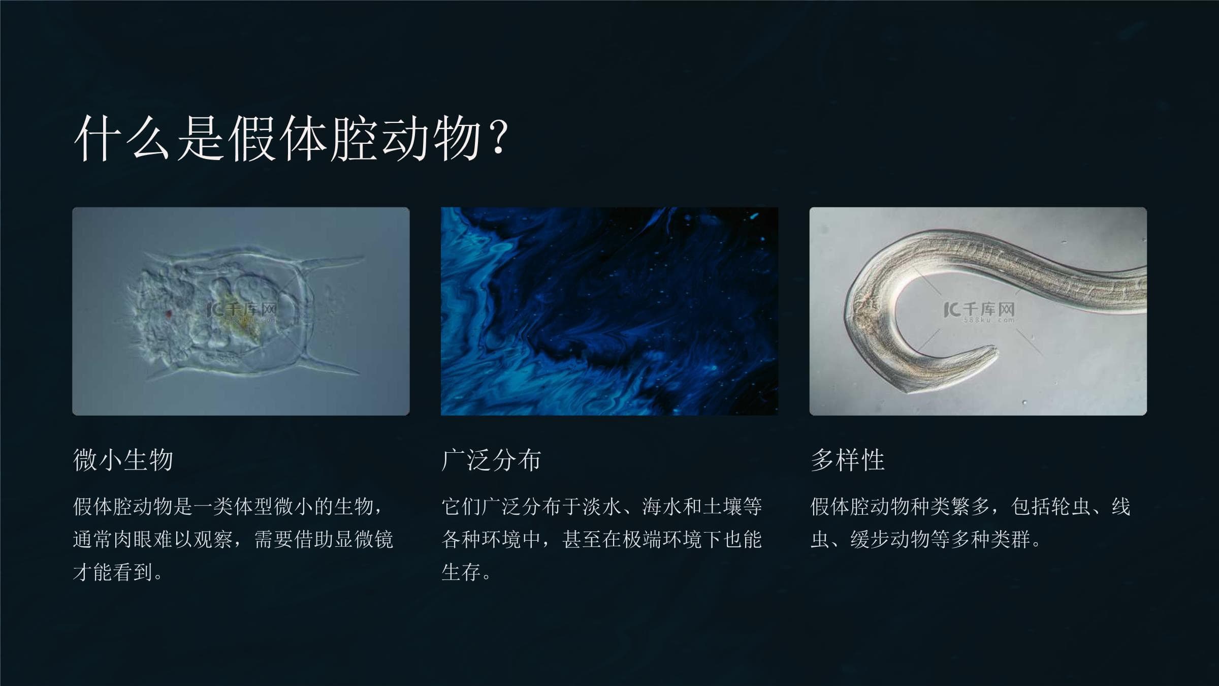 假体腔动物：独特生物类群的多样性与生态价值