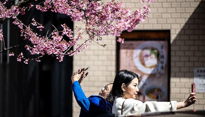 从日本到美国华盛顿特区，全球变暖导致今年樱花提前开了