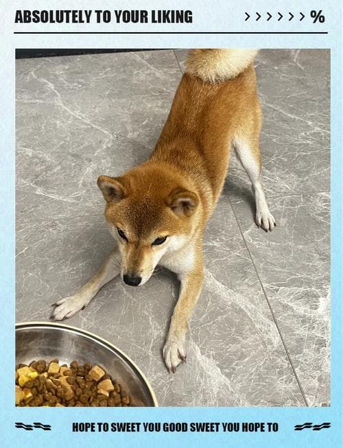 狗板栗能吃吗（狗千万不能吃南瓜）