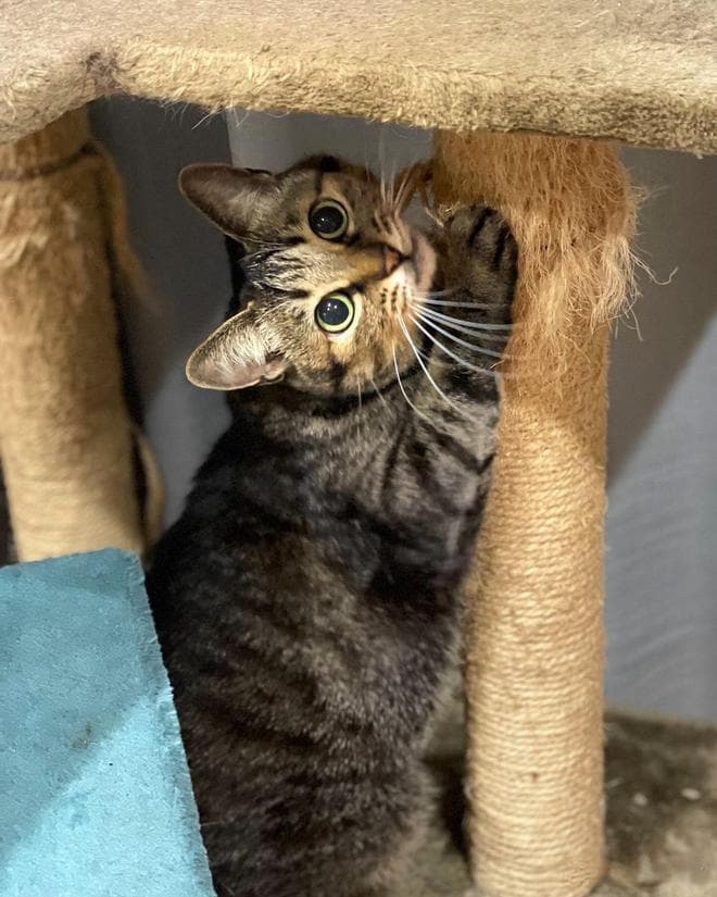 猫咪压力大？三大“压力源”让它们“情绪崩溃”，你家猫咪有吗？