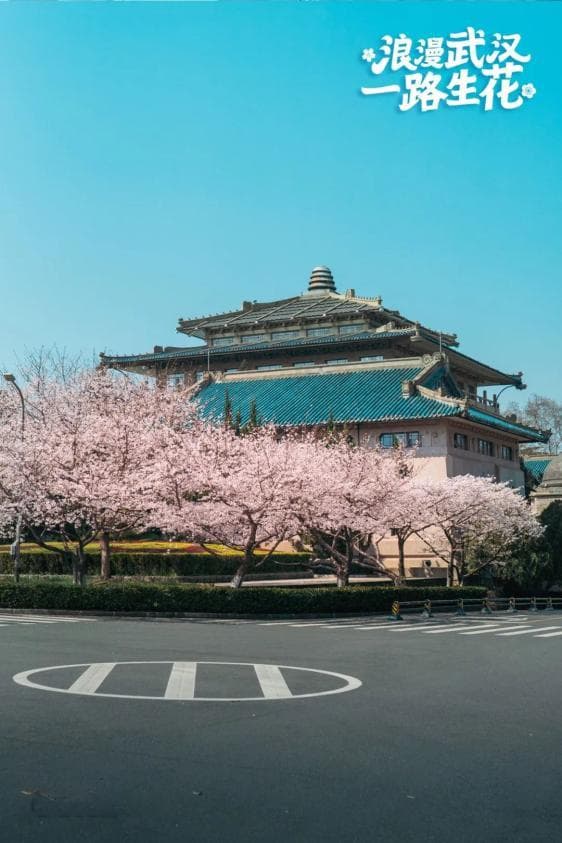 今晚8点起，武汉大学开放赏樱预约！