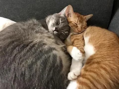 养猫竟有这些好处！