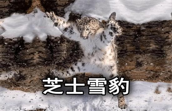 “芝士雪豹”：一个因口音而诞生的网络流行语