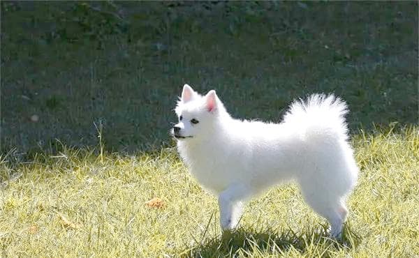 日本银狐犬全面介绍：品种、特征、价格及养护方法