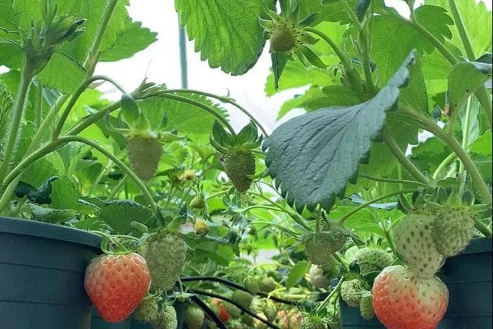 盆栽草莓苗种植教程：从选土到养护的保姆级指南
