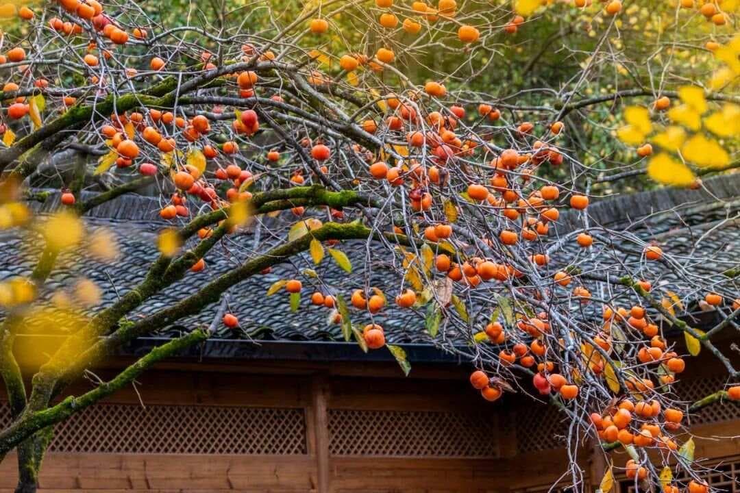 10种适合庭院种植的果树，让你的秋天好吃又好看！