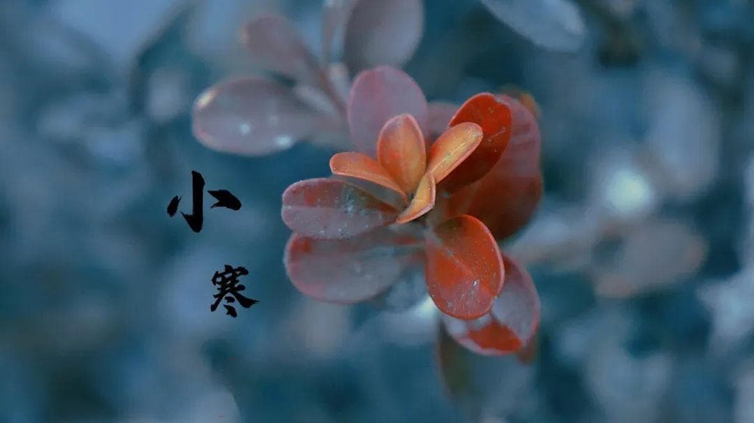 小寒不排寒，一切都白谈！多吃这7样食物，排寒又养身体