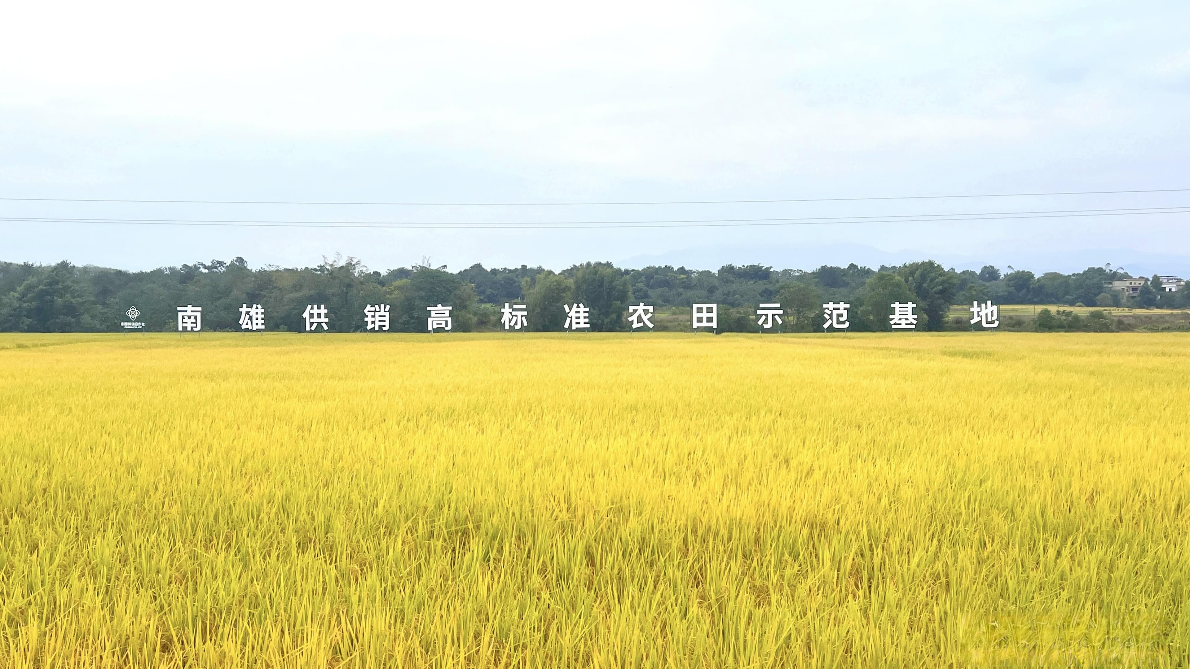 链入资源、发展文旅、培育产业：广东农村集体经济改革见成效